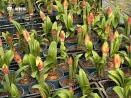 曾经百元一株 网红年宵花卖不动了 市场骤变引发滞销