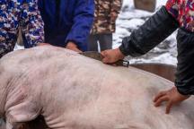 66岁男子按猪被踢致截瘫获赔52万 杀年猪风险需警惕