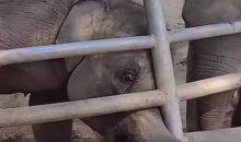 员工被指用金属锁敲打小象 动物园：正在核实了解详情，具体情况等核实清楚之后再说