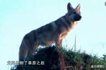 当狗狗看完重返狼群后 颠覆对狼的认知