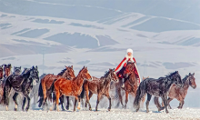 贺娇龙坠马及送医抢救细节披露 敬业精神感人至深