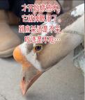 专家解答鹅真的会被“吓哭”吗 网友呼吁放生引发热议