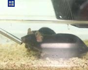 “航天小鼠”产下第三窝鼠宝宝 太空经历增强生育能力