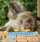 小动物们也要为自己正名！被骂了千年的小动物们该翻身了