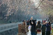 雪后北京天气晴朗，十里堡山桃花开 春日赏花正当时