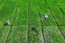 (两会经济热点快评)粮食产量目标再定1.4万亿斤