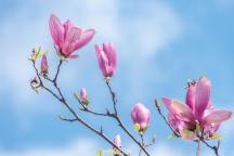 有一种浪漫叫玉兰花开了 蓝天映衬芬芳多姿