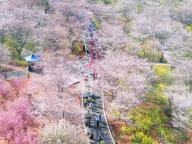 武汉“最美樱花徒步线”开放报名 浪漫春日等你来