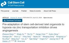 科学家攻克糖尿病细胞治疗三大挑战 一石三鸟突破瓶颈