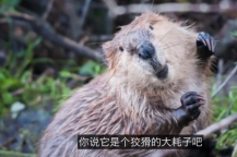 海狸正将河流变成强大的“碳储存地”