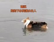 男子为狗捡玩具被江水卷走身亡 宠物忠诚守候至终