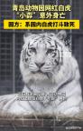 飼養(yǎng)員違規(guī)操作致白虎同區(qū)打斗致死 一山不容二虎悲劇上演