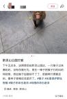 公園回應情侶用棍棒毆打猴子 景區(qū)全力搜尋受傷猴