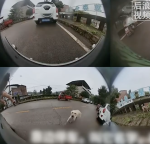 男子開車被狗追竟是丟失半年愛犬 忠心守候終重逢