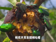 桃農(nóng)本想求助防蟲結(jié)果轉(zhuǎn)行賣甲蟲 網(wǎng)友：這真是聽人勸吃飽飯