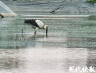 蟹塘来了“国保” 半小时吃40只螃蟹