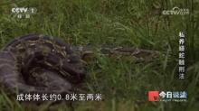 男子在小区里养300多条蟒蛇 非法饲养引发关注
