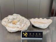 旅客携带砗磲贝壳出境被查 濒危物种走私受阻