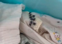 收衣服的时候一定要警惕性拉满 小心这几类虫子