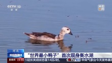 “世界最小鸭子”首次现身河北衡水湖 生态修复见成效