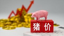 一夜遇冷，猪价下跌“跌猛了”！