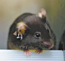 太空归来后鼠妈妈更“护娃” 飞天小鼠习性有改变