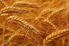 全国冬小麦主产区苗情好于上年夏粮丰产有基础