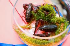 这个冬天“更过瘾”，让反季海南鲜活小龙虾治愈你的胃
