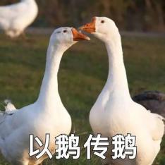 深圳回应卤鹅人才可领1700元：不经专业训练的小白 很难领到