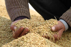 الصين تضمن إنتاج الحبوب فوق 650 مليار كغ في عام 2021