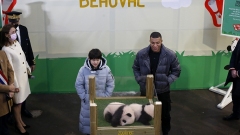 France : les noms des jumelles pandas géants du Zoo de Beauval dévoilés