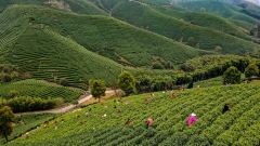 Zhejiang : cueillette du thé avant la fête de Qingming