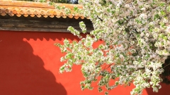 Chine : fleurs de bégonia au Musée du Palais