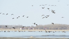 Chine : oiseaux migrateurs en Mongolie intérieure