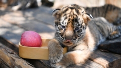 Première sortie des bébés tigres de Sibérie quadruplés à Kunming