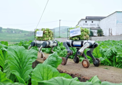 打通田垄运输“最后一公里” 云深处机器狗公益助收涪陵榨菜