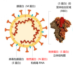 “第2轮感染高峰或在3到5月”上热搜 新冠病毒抗体数值检测受关注