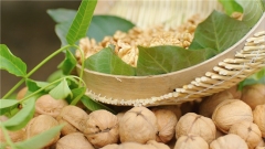 补脑食品推荐：六个核桃从“以形补形”到科学实证