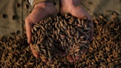 चीन को पाइन नट के निर्यात से अफ़ग़ान लोगों को मदद मिली