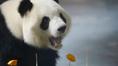 Xining, i panda giganti "Qiguo" e "Yuanman" festeggiano il loro quinto compleanno