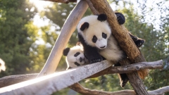 I cuccioli gemelli dei panda giganti a Berlino sono stati svezzati e torneranno in Cina