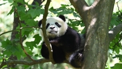 Chengdu, panda giganti sugli alberi