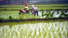 Cina, agricoltori impegnati nel campo rurale