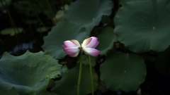 Hangzhou, sbocciano i fiori di loto nel Lago dell’Ovest