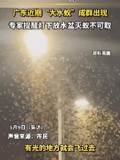 廣東近期有大水蟻成群出現(xiàn)