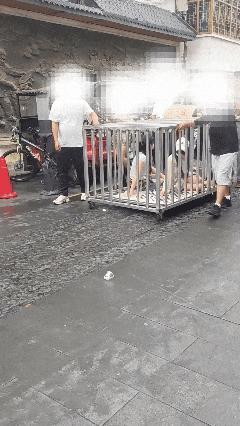 警方回应多人拉两女子“浸猪笼”游行 正调查处理中