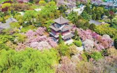 Xi'an Qinglong Temple cherry blossom