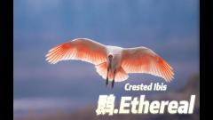 Graceful Crested Ibises in Flight