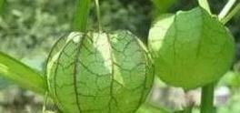 大部分人玩过但没吃过的野果，遇到不要错过