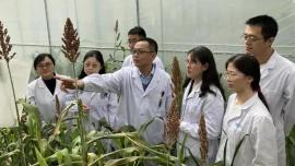 موفقیت دانشمندان چینیی در یافتن راهی برای رشد غلات در خاک‌های نمکی و قلیایی